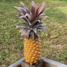 15 Antigua Black Pineapple Seeds for Garden Planting