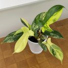 15 Seeds Philodendron Florida Beauty house plant garden flowers