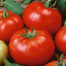 50 Seeds Beefsteak Tomato Heirloom Slicing Non GMO