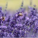 200 Seeds Lavender Vera English NON GMO Variety Sizes