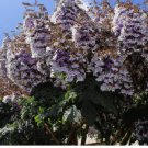 100 Seeds Royal Empress Tree Paulownia tomentosa Purple Flowers Fast Growing