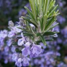 50 Seeds Rosemary Heirloom Variety Sizes Anthos Non-GMO