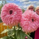 50 Pink Giant Teddy Bear Sunflower Seeds Unique Fluffy Blooms