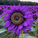50 Rare Purple Sunflower Seeds Violet Majesty