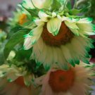 50 Green Lace Sunflower Seeds