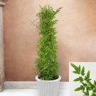 15 Seeds Japanese Climbing Fern house Flowers Garden