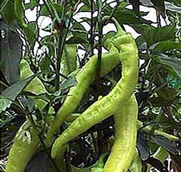 25 Seeds Diablo Grande Pepper Vegetables Flowers Garden