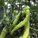 25 Seeds Diablo Grande Pepper Vegetables Flowers Garden