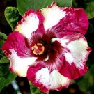 20 Seeds Red White HibiscusPerennial Bloom 440 Flowers Garden