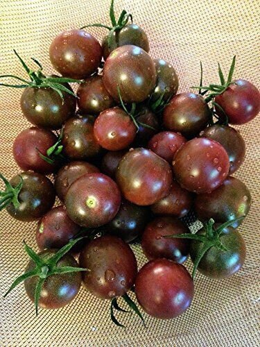 50 Seeds BLACK CHERRY Tomato Heirloom Tomatoes Juicy Vegetable Flowers Garden