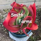 15 Seeds Kalanchoe Flapjack House Flowers Garden