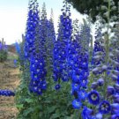 50 Seeds Bright Blue Delphinium Mix Perennial Flowers Garden