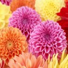25 Seeds Spring Mix Dahlia Perennial ing Bloom 56 Flowers Garden