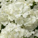 50 Seeds Intense White Phlox Perennial Butterfly 59 Flowers Garden