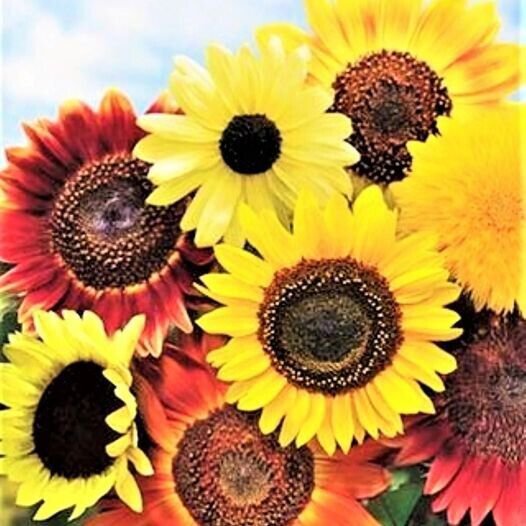 8 Seeds Species Mix Variety Pack Sun 50/pack Flowers Garden
