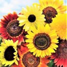 8 Seeds Species Mix Variety Pack Sun 50/pack Flowers Garden