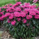 100 Seeds Berry Bee Balm Bloom Hummingbird 3 Flowers Garden