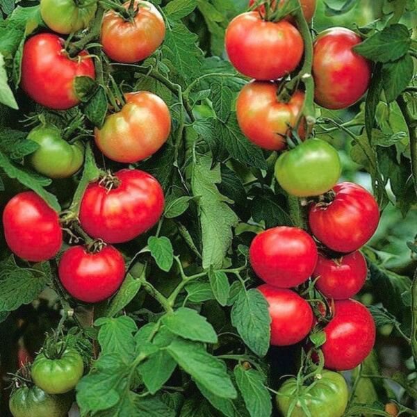 50 Seeds St. Pierre Tomato Tomatoe Vegetable Edible Canning Flowers Garden