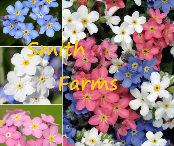 25 Seeds Mixed Forget Me Not Beautiful Fast Growing Groundcover Flowers Garden