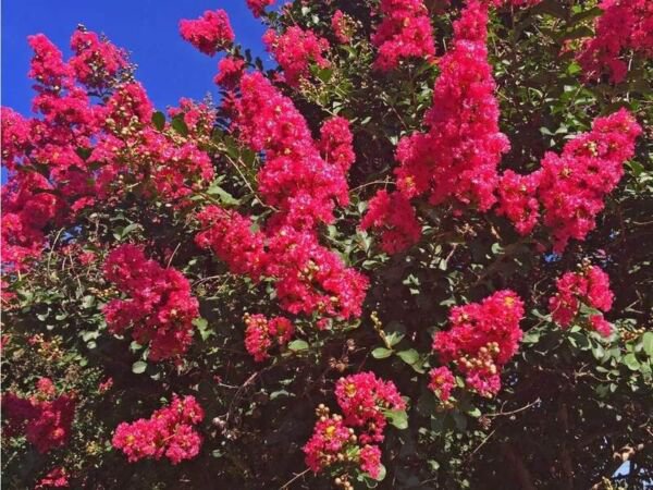 20 Seeds Dallas Red Cape Myrtle Tree Perennial Flowers Garden