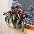 15 Seeds Rose Pine Cone house Flowers Garden