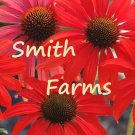 50 Seeds Crimson Red Cone AKA Echinacea Flowers Garden
