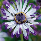 25 Seeds Purple Spoon Daisy Osteospermum Spoon Purple Flowers Garden