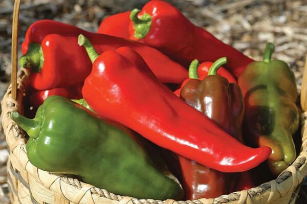 25 Seeds Corno di Toro Pepper Vegetables Flowers Garden