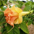 10 Seeds Tsunami Angel TrumpetBrugmansia Datura Flowers Garden