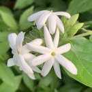 15 Seeds Downy Jasmine house Flowers Garden