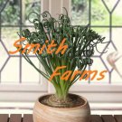 15 Seeds AlbucaFrizzle Sizzle house Flowers Garden