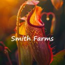 25 Seeds Pitcher Flowers Garden
