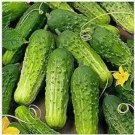 25 Seeds Idaho Cucumbers Pickling Cucks Small 5/6 Long Days Harvest Vegetab Flowers Garden