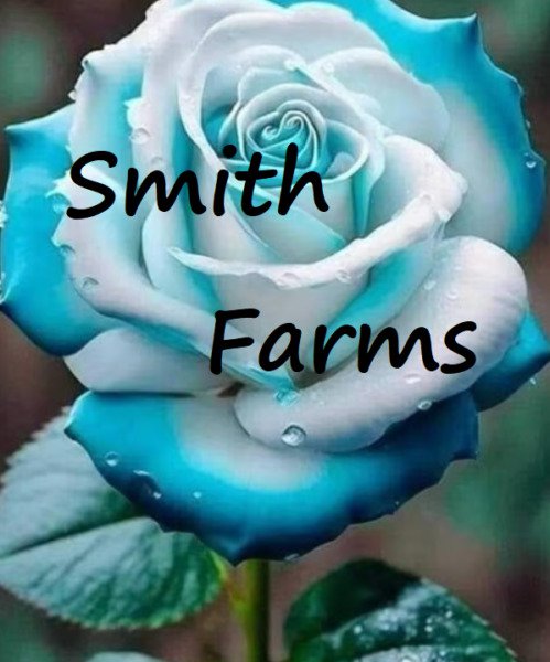 25 Seeds Blue White Rose fragrant ing Flowers Garden