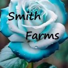 25 Seeds Blue White Rose fragrant ing Flowers Garden