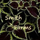 25 Seeds Black Coleus Flowers Garden