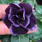 4 DSeeds Dark Purple Desert Rose Adenium Obesum Exotic 5 Flowers Garden