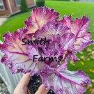 25 Seeds Purple Ornamental Kale Flowers Garden