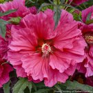 15 Seeds Hardy HibiscusWatermelon Ruffles house Flowers Garden