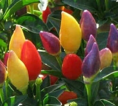 25 Seeds Numex Twilight peppers HOT Fresh Vegetables Healthy Flowers Garden