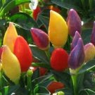 25 Seeds Numex Twilight peppers HOT Fresh Vegetables Healthy Flowers Garden
