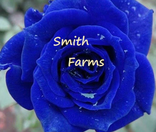 30 Seeds Blue Rose Bush Flowers Garden