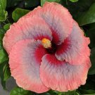 15 Seeds HibiscusLiam s Rainbow house Flowers Garden