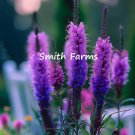 25 Seeds Purple Liatris Spicata Blazing Star Flowers Garden