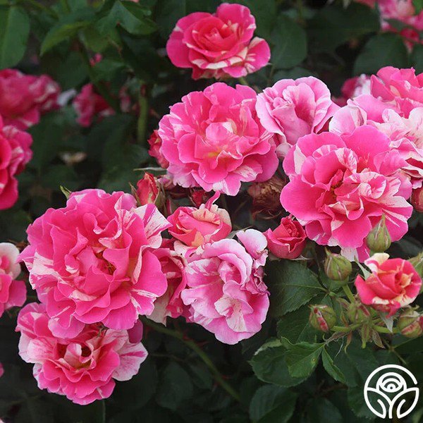 25 Seeds Candy Land rose Flowers Garden