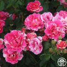 25 Seeds Candy Land rose Flowers Garden