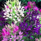 100 Seeds Queen Mix Spider Clome Spinosa Perennial Butterfly Flowers Garden