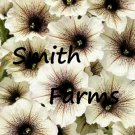 25 Seeds White & Black Petunia Flowers Garden