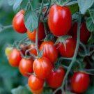 50 Seeds Montesino Tomato Tomatoe Vegetable Edible Canning Flowers Garden
