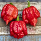 25 Seeds Butch T Pepper Vegetables Flowers Garden